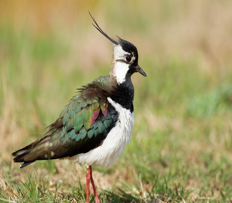 Crested Woodland Bird
